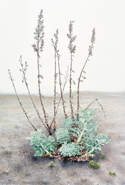 【倉科光子：シロヨモギ（キク科）Artemisia stelleriana】