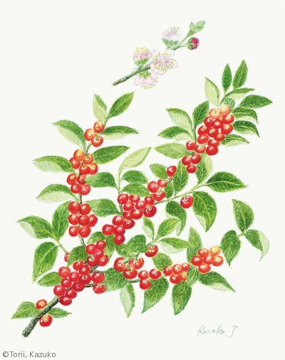 【鳥井和子:ユスラウメ( バラ科)Cerasus tomentosa】