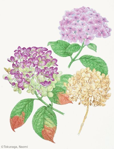 【徳永直美：アジサイ（アジサイ科）Hortensia macrophylla （異名 Hydrangea macrophylla）】