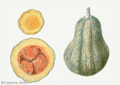 【藤原晶子：カボチャ（ウリ科）Cucurbita moschata】