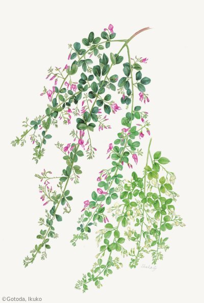 【後藤田郁子:ハギ(マメ科)Lespedeza】