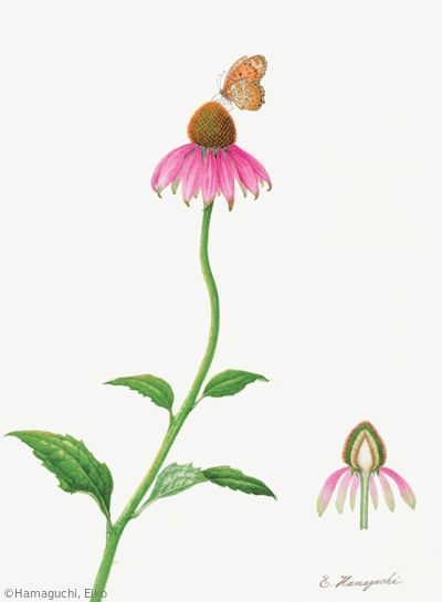 【浜口栄子：ムラサキバレンギク（キク科）Echinacea purpurea】