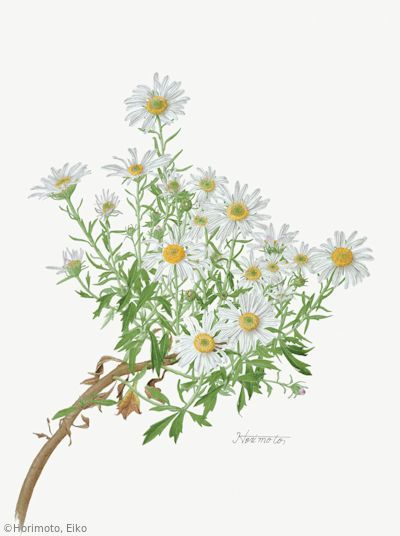 【堀本栄子：ナカガワノギク（キク科） Chrysanthemum yoshinaganthum】