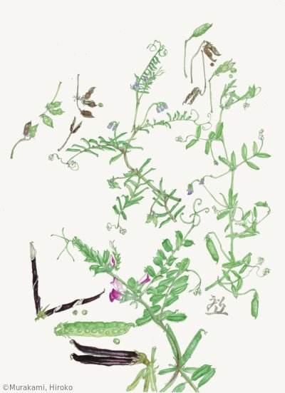 【村上裕子：カスマグサ（上右） 、スズメノエンドウ（上左） 、カラスノエンドウ（下） Vicia tetrasperma, Vicia hirsuta, Vicia sativa】