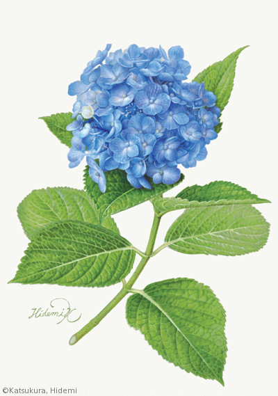 【勝倉秀美：アジサイ（アジサイ科）Hortensia macrophylla（異名 Hydrangea macrophylla）】