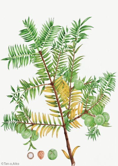 【丹尾愛子：カヤ（イチイ科）Torreya nucifera】