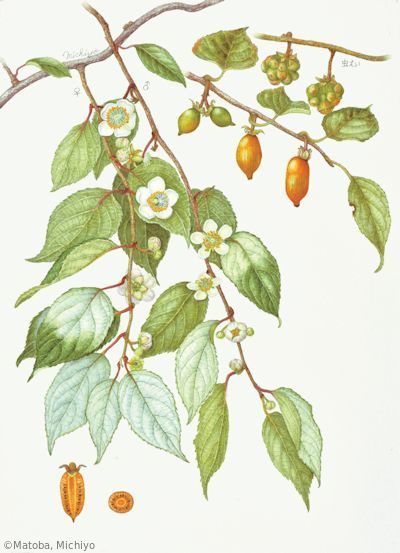 【的場みち代：マタタビ（マタタビ科） Actinidia polygama】