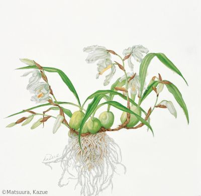 【松浦和江：コエロギネ（セロジネ）（ラン科） Coelogyne】