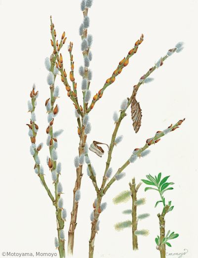 【本山桃世:ネコヤナギ(ヤナギ科)Salix gracilistyla】