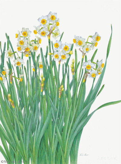 【中根啓子:スイセン(ヒガンバナ科)Narcissus tazetta var. chinensis】