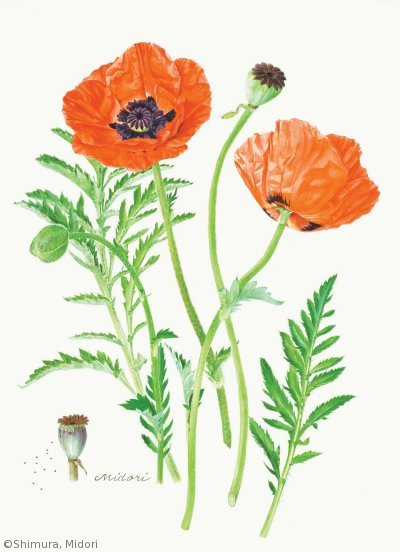 【志村みどり：オニゲシ（ケシ科）Papaver orientale】