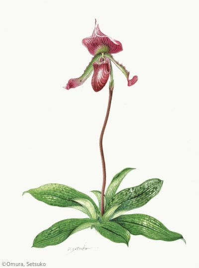 【大村セツ子:パフィオペディルム(ラン科)Paphiopedilum】