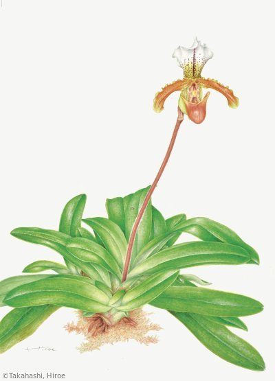 【高橋ヒロヱ：パフィオペディルム（ラン科）Paphiopedilum】