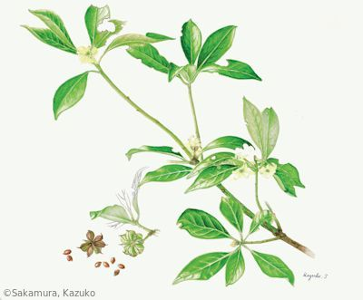 【坂村和子:シキミ(マツブサ科)Illicium anisatum】