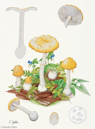 【佐々木容子：ウスキテングタケ（テングタケ科） Amanita orientigemmata】