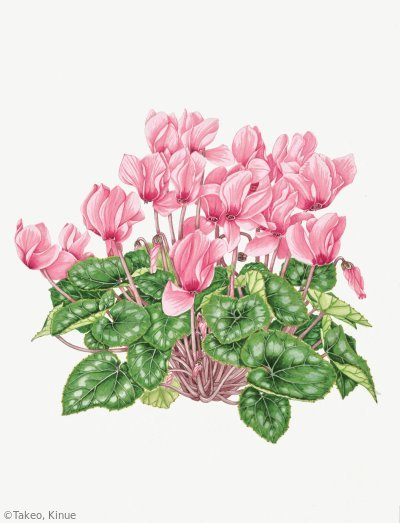 【竹尾絹枝：シクラメン（サクラソウ科）Cyclamen persicum cv.】