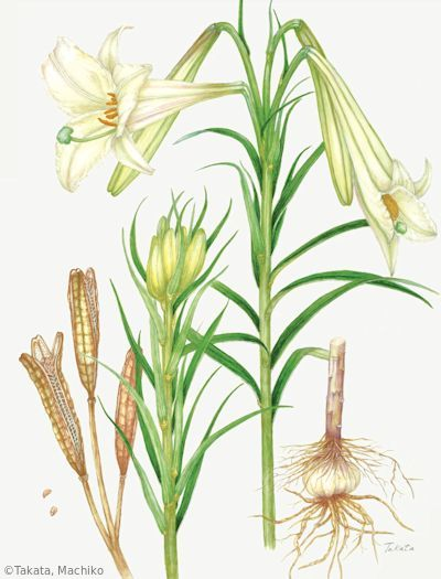 【髙田眞智子:タカサゴユリ(ユリ科)Lilium formosanum】