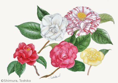 【志村稔子：ツバキ類（ツバキ科）Camellia】