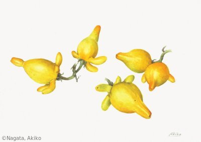 【永田昭子:ツノナス(ナス科)Solanum mammosum】
