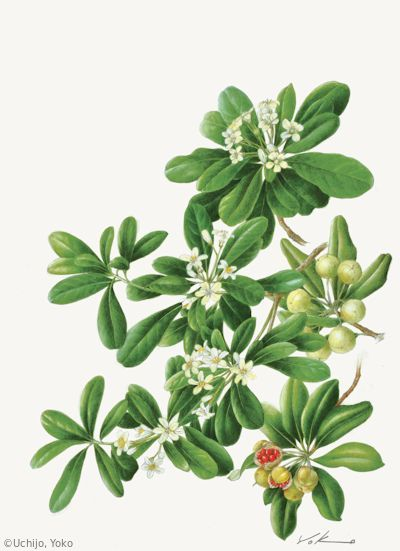 【内城葉子：トベラ（トベラ科） Pittosporum tobira】