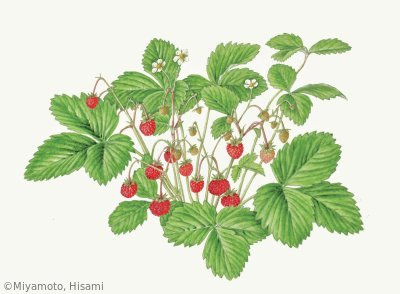 【宮本寿美：ワイルドストロベリー（バラ科）Potentilla vesca】