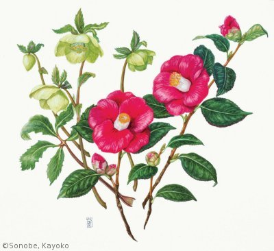 【園部海楊子：ヤブツバキとヘレボルス（ツバキ科、キンポウゲ科）Camellia japonica, Helleborus】