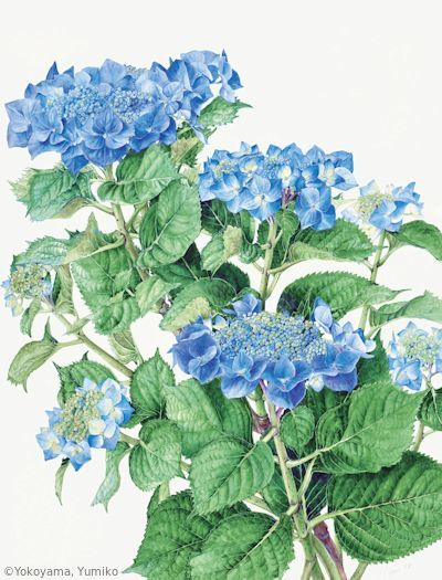 【横山裕三子：ガクアジサイ（アジサイ科） Hortensia macrophylla f. normalis（異名 Hydrangea macrophylla f. normalis）】