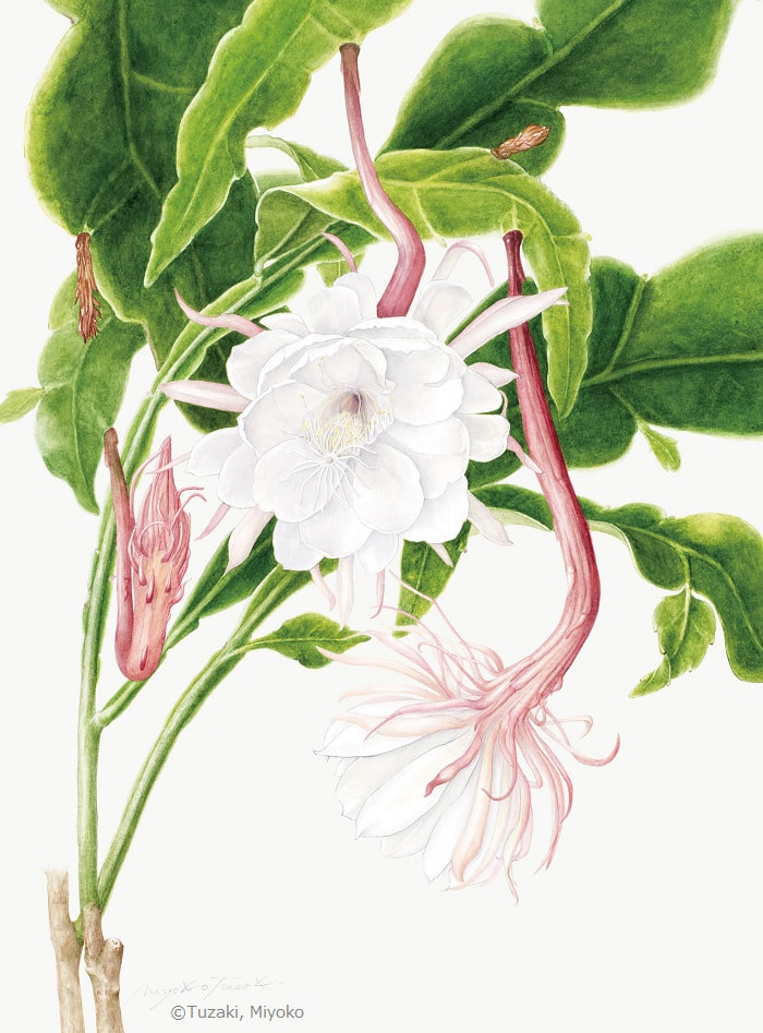 【都﨑美代子：月下美人（サボテン科） Epiphyllum oxypetalum】