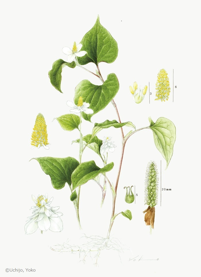 【内城葉子：ドクダミ（ドクダミ科） Houttuynia cordata】