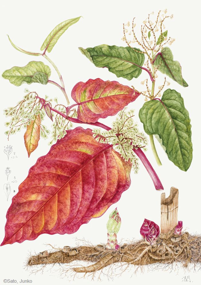 佐藤潤子 Sato, Junko - ギャラリー：日本植物画倶楽部