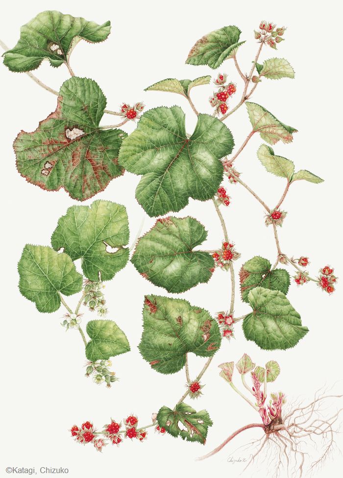 【片木千鶴子：フユイチゴ（バラ科） Rubus buergeri】