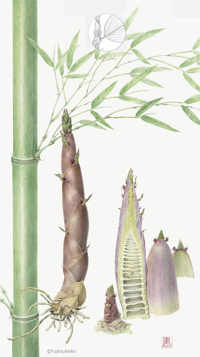 【藤田惠子：ハチク（イネ科）　Phyllostachys nigra  var. henonis】