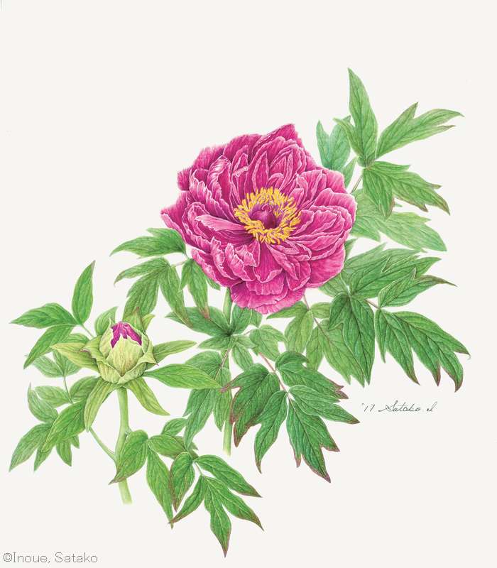 【井上サタ子:ボタン(ボタン科)Paeonia suffruticosa cv.】