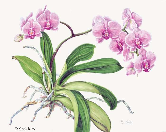 【相田穎子：ファレノプシス（ ラン科） 　　Phalaenopsis　】