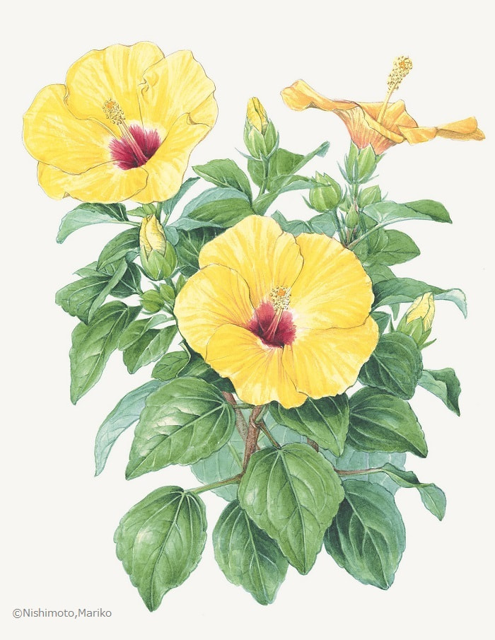 【西本眞理子：ヒビスクス ‘アドニス イエロー’ （アオイ科） Hibiscus    ‘Adonis  Yello’】