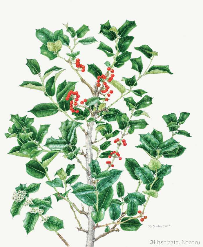 【橋立昇：ヒイラギモチ（ モチノキ科） Ilex cornuta】