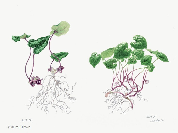 【三浦ひろ子：カンアオイ、フタバアオイ（ ウマノスズクサ科） Asarum nipponicum var. nipponicum , Asarum caulescens】