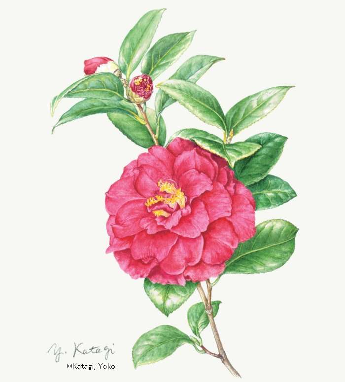 【堅木洋子：ツバキ ‘久米紅’（ ツバキ科） Camellia ‘Kumekurenai’ 】