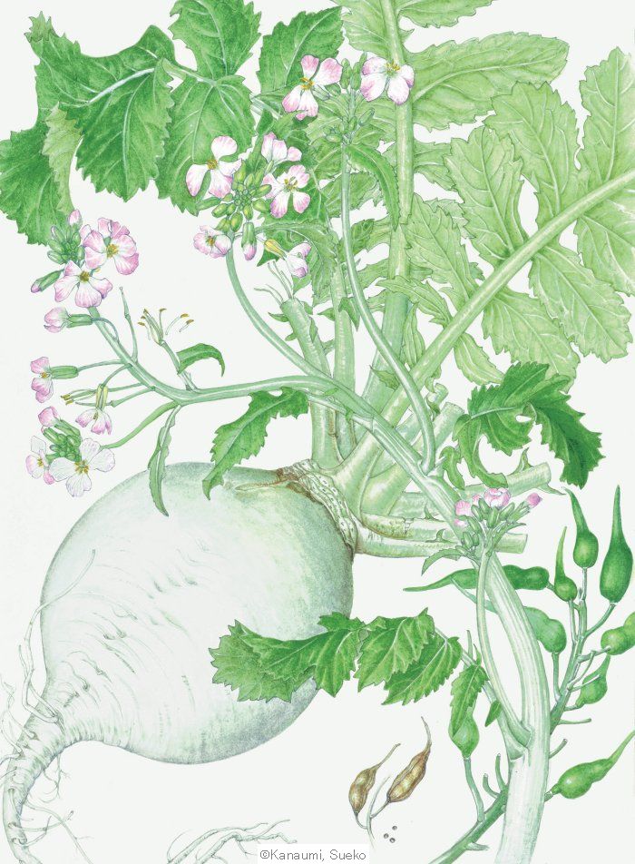 【金海すゑ子:丸大根( アブラナ科) Raphanus sativus cv.】