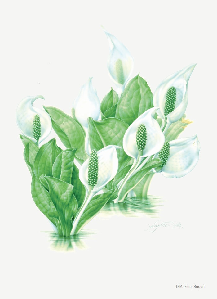 【牧野すぐり:ミズバショウ(サトイモ科)Lysichiton camtschatcense】