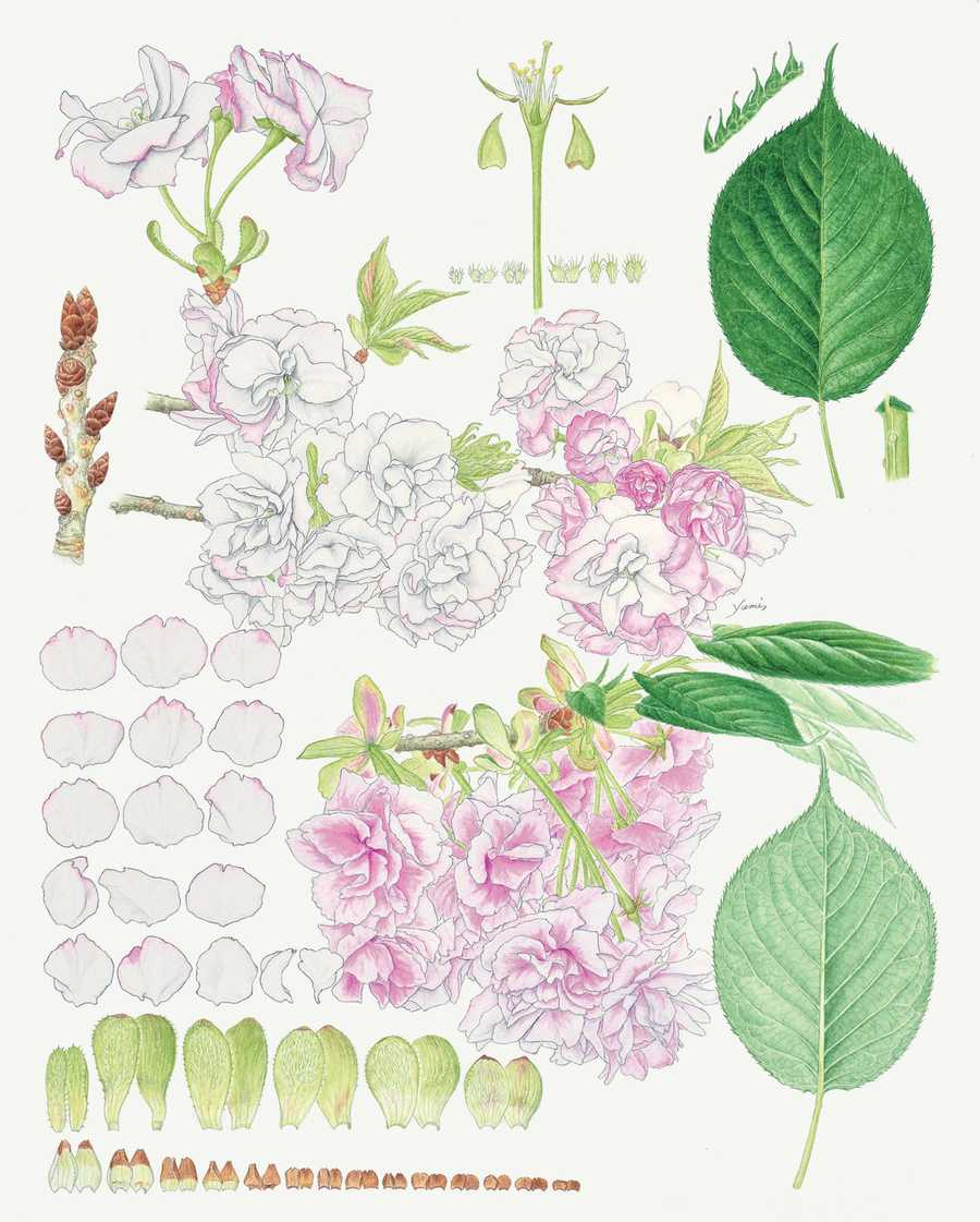 大原裕美 ōhara Yumi ギャラリー 日本植物画倶楽部 大原裕美 ōhara Yumi ギャラリー 日本植物画倶楽部