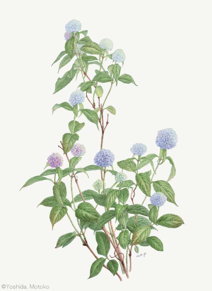 【吉田素子:ヤマアジサイ 伊予獅子手まり(アジサイ科)Hortensia serrata Iyo-shishi-temari】