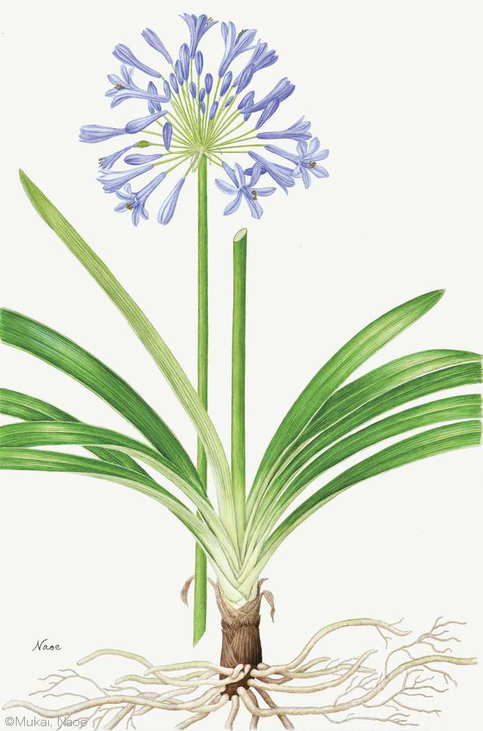 【向井直恵：アガパンサス （ヒガンバナ科） Agapanthus praecox】