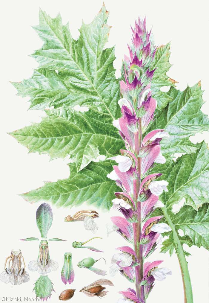 【木崎奈緒美：アカントゥス モリス （キツネノマゴ科） Acanthus mollis】