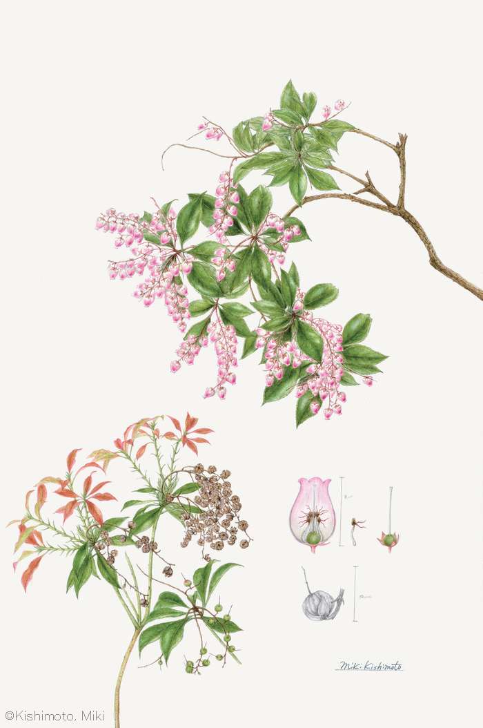 【岸本美季：アケボノアセビ （ツツジ科） Pieris japonica f. rosea】