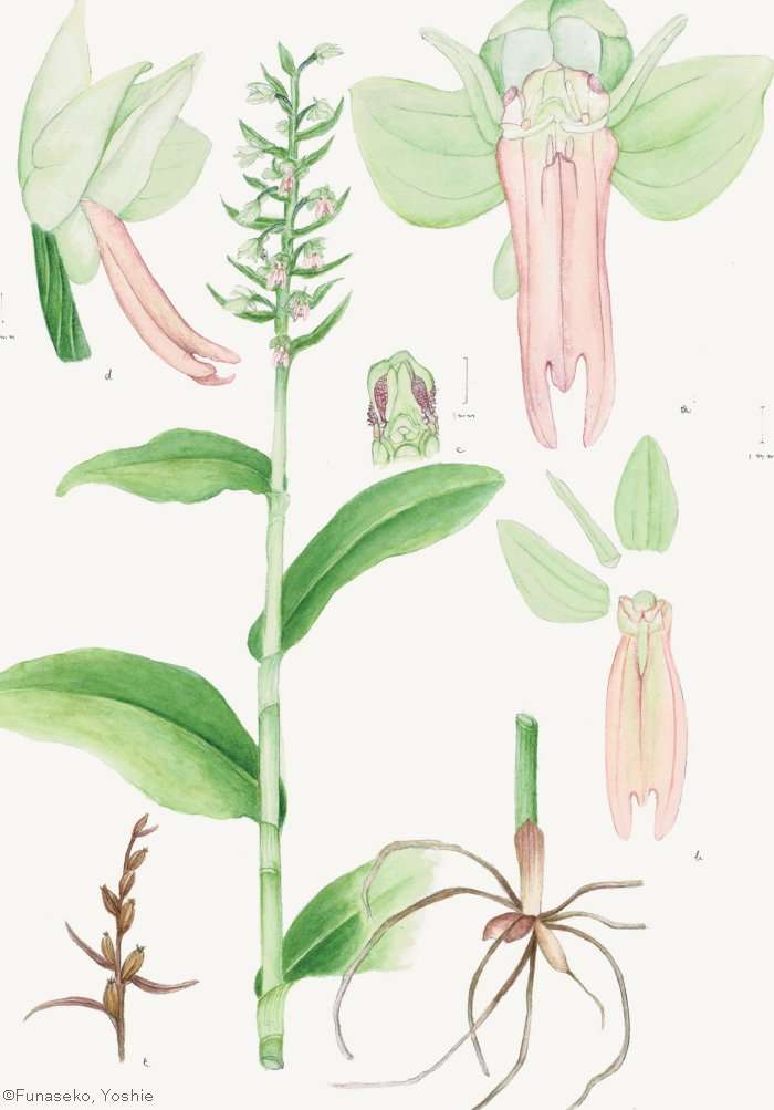 【船迫吉江:アオチドリ (ラン科)Dactylorhiza viridis】