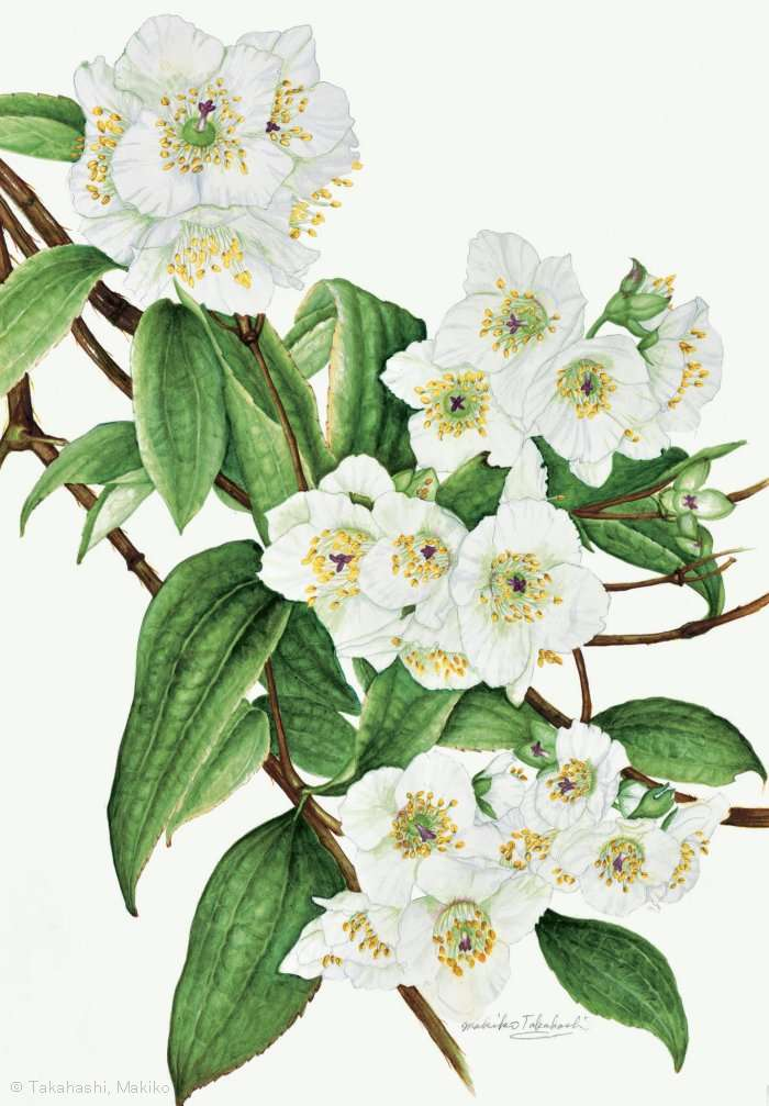 【高橋末起子:バイカウツギ (アジサイ科) Philadelphus satsumi 】