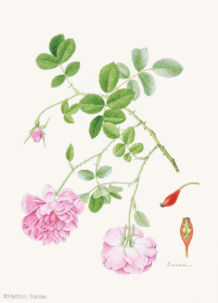 ギャラリー：日本植物画倶楽部