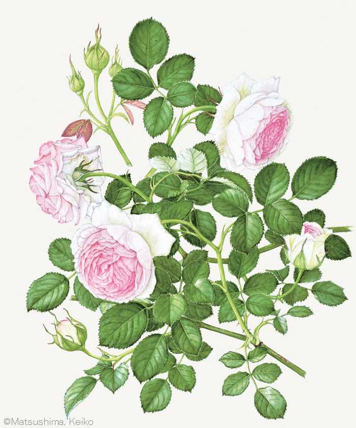 【松島恵子：バラ ピエール ドゥ ロンサール® （バラ科） Rosa‘MEIviolin’ (Pierre de Ronsard®)】