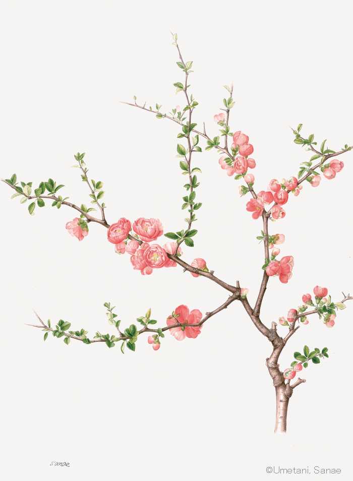 【梅谷さなえ：ボケ（バラ科） Chaenomeles speciosa cv.】